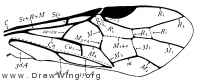 Nematus ribesii, fore wing