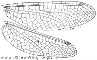 Ogcogaster tessellata, wings
