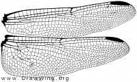 Orthemis ferruginea, wings