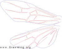 Orussidae, wing