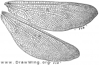 Palpares aeschnoides, wings
