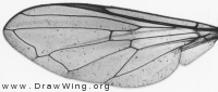 Pipiza noctiluca, wing
