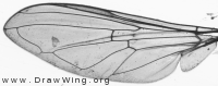 Platycheirus scutatus, wing