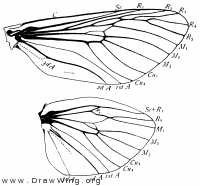 Prionoxystus robiniae, wings