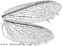 Protohermes davidi, wings