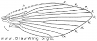 Psychodidae, wing