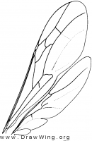 Rhopalosomatidae, wings