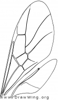 Roproniidae, wings