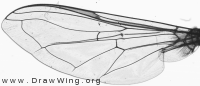 Scaeva pyrastri, wing