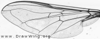 Scaeva selenitica, wing