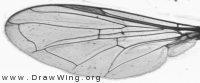 Sphaerophoria rueppeli, wing