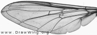 Syrphus ribesii, wing