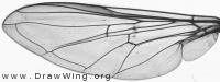 Syrphus vitripennis, wing