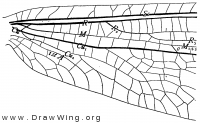 Tomatares clavicornis, base of fore wing