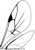 Vanhorniidae, wings