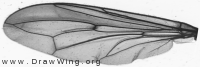 Conopidae, wing