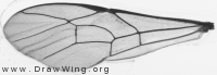 Latibulus argiolus, forewing