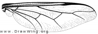Acrocera convexa, wing