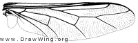 Acrocera subfasciata, wing