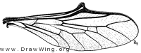 Turbopsebius sulphuripes, wing