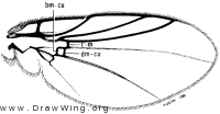 Napomyza lateralis, wing