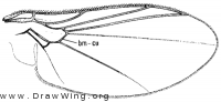 Pseudonapomyza lacteipennis, wing
