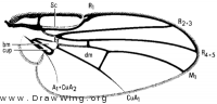 Melanagromyza laetifica, wing