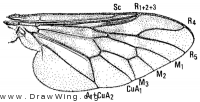 Atherix variegata, wing