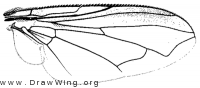 Chloroprocta fuscanipennis, wing