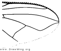 Opsodexia serva, wing tip