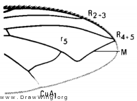 Bellardia agilis, wing tip