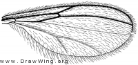 Cordylomyia denningi, wing