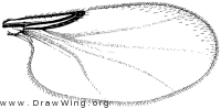 Forbesomyia, wing