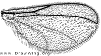 Winnertzia jungicola, wing