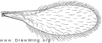 Heteropeza pygmaea, wing