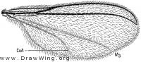 Asynapta, wing