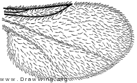 Camptoneuromyia adhesa, wing