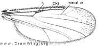 Atrichopogon levis, wing