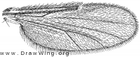 Dasyhelea pseudoincisurata, wing