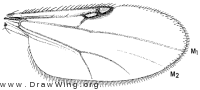 Isohelea stigmalis, wing