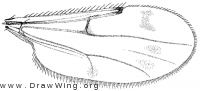 Brachypogon paraensis, wing