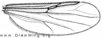 Echinohelea lanei, wing
