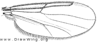 Stilobezzia (Eukraiohelea) elegantula, wing