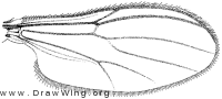 Parabezzia petiolata, wing