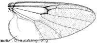 Jenkinshelea magnipennis, wing