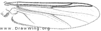 Cardiocladius obscurus, wing