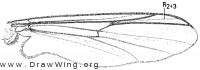 Pseudodiamesa arctica, wing