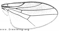Gaurax festivus, wing
