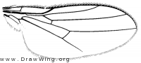Hapleginella conicola, wing