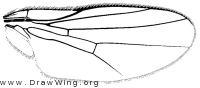 Chlorops certimus, wing